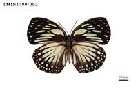 藏品(外國蝴蝶)的圖片